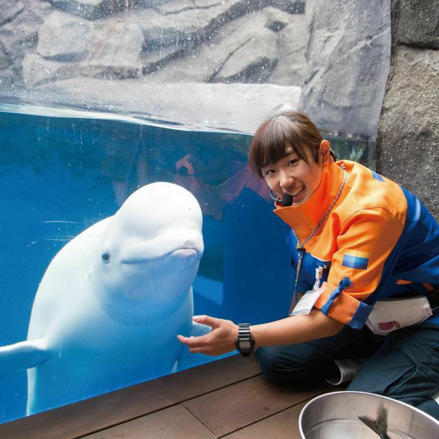 目指せ 水族館の海獣類トレーナー ｔｃａ東京ｅｃｏ動物海洋専門学校のオープンキャンパス情報と予約申込 スタディサプリ 進路