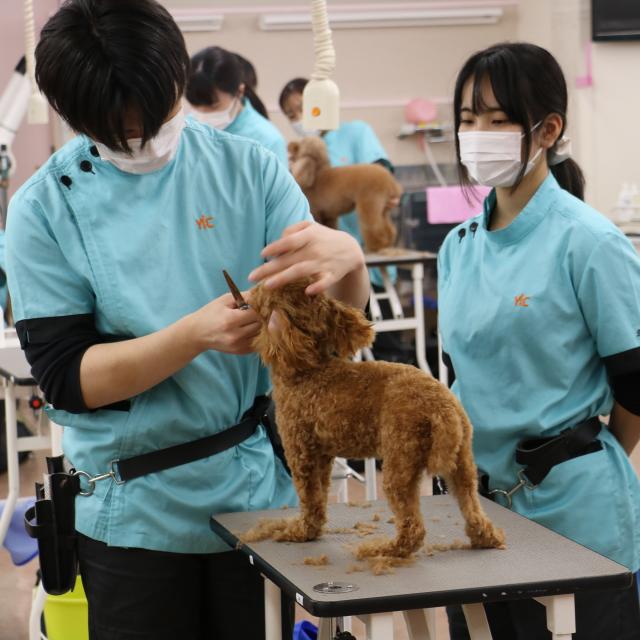 ＹＩＣ京都ペット総合専門学校 クリスマススペシャルブース体験2