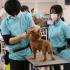 ＹＩＣ京都ペット総合専門学校 クリスマススペシャルブース体験2