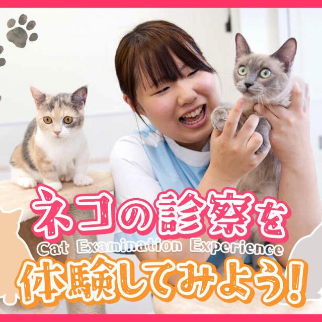 ＴＣＡ東京ＥＣＯ動物海洋専門学校 ネコの診察を体験してみよう！【定員10名】1
