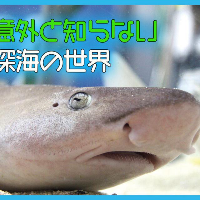 ＴＣＡ東京ＥＣＯ動物海洋専門学校 意外と知らない深海の世界1