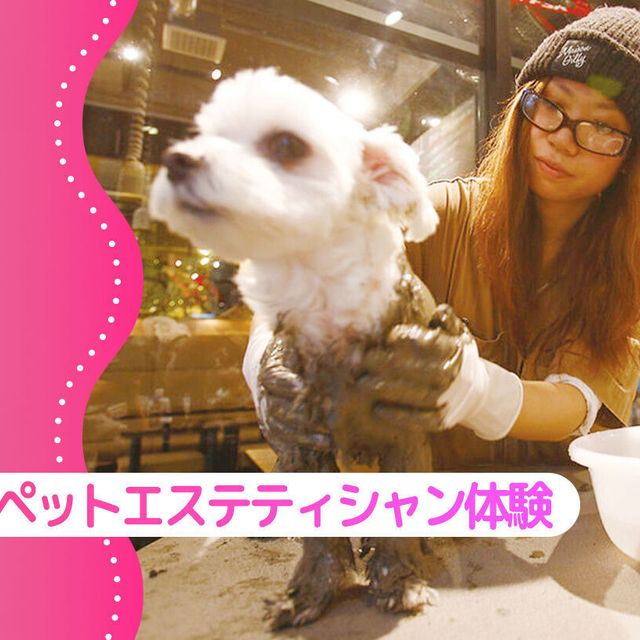 大阪ＥＣＯ動物海洋専門学校 ペットエステティシャン体験！1