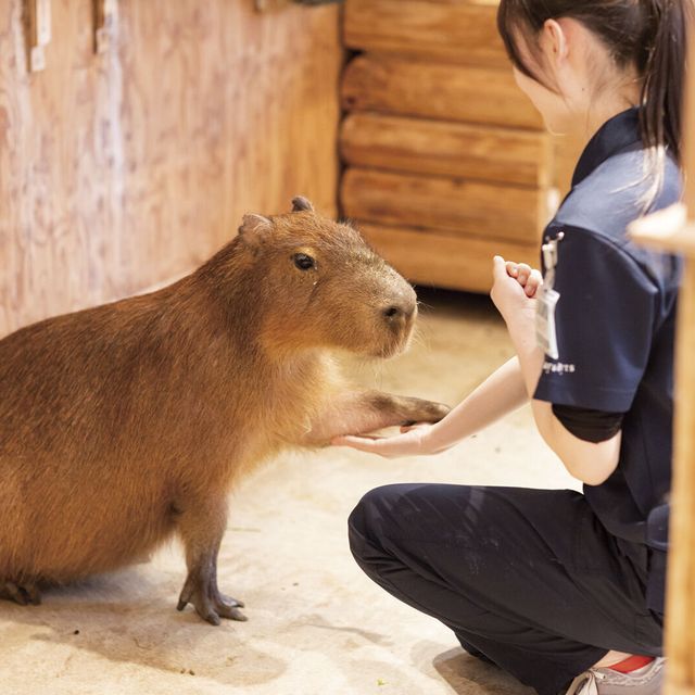 ペット 動物園飼育員さんとふれあい体験 専門学校 福岡ビジョナリーアーツのオープンキャンパス情報と予約申込 スタディサプリ 進路