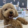 専門学校　ちば愛犬動物フラワー学園 【トリマー】大人気犬種！プードルを学ぼう！