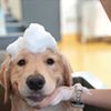 専門学校ビジョナリーアーツ 大型犬のシャンプーに挑戦！