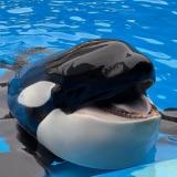 【海洋学部 海洋生物学科】シンポジウムの詳細