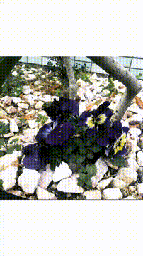 OCカメラサムネイル画像