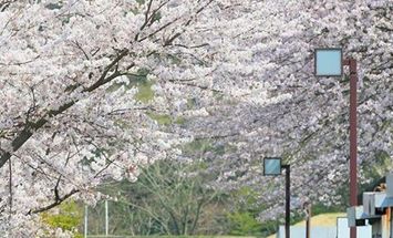 神奈川大学のブログインフォ一覧 108 スタディサプリ 進路