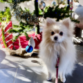 群馬動物専門学校 クリスマススペシャル！3つのコースぜんぶ体験