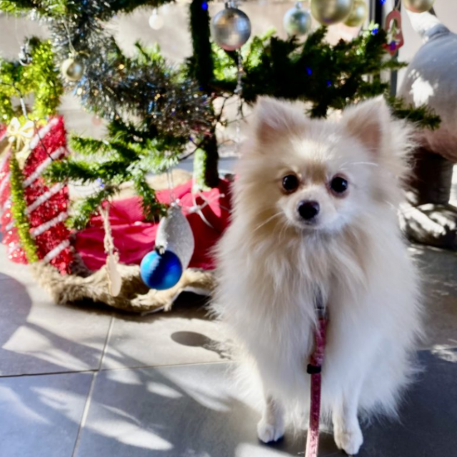 群馬動物専門学校 クリスマススペシャル！3つのコースぜんぶ体験1