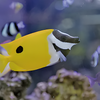 専門学校　福岡ビジョナリーアーツ 【ペット】珍しいお魚のお世話に挑戦！