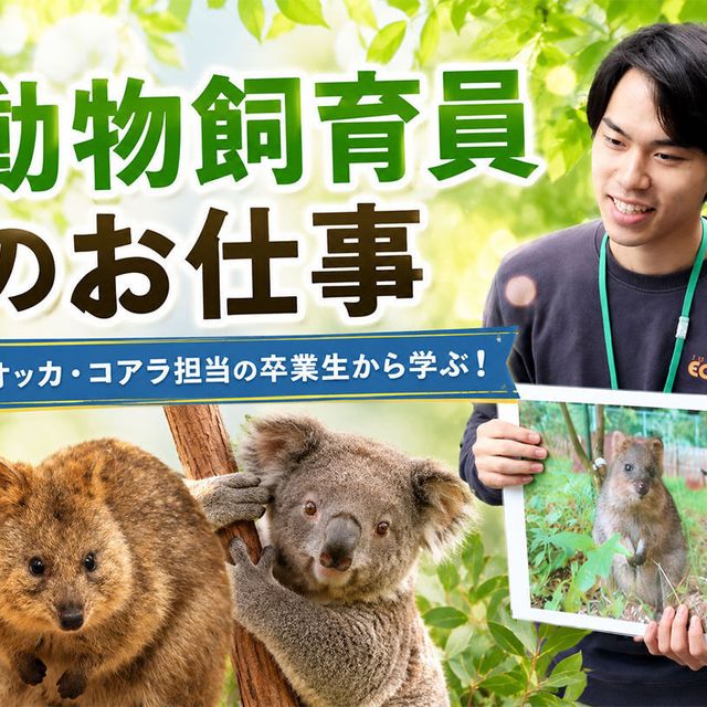 ＴＣＡ東京ＥＣＯ動物海洋専門学校 クオッカ・コアラ担当の卒業生から学ぶ！動物飼育員のお仕事1