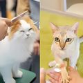 専門学校　福岡ビジョナリーアーツ 【ペット・看護】3専攻よくばり体験（ニャンコ）