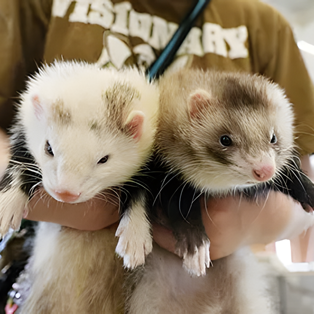 専門学校　福岡ビジョナリーアーツ 【ペット】お仕事体験DAY!動物園飼育員 体験1
