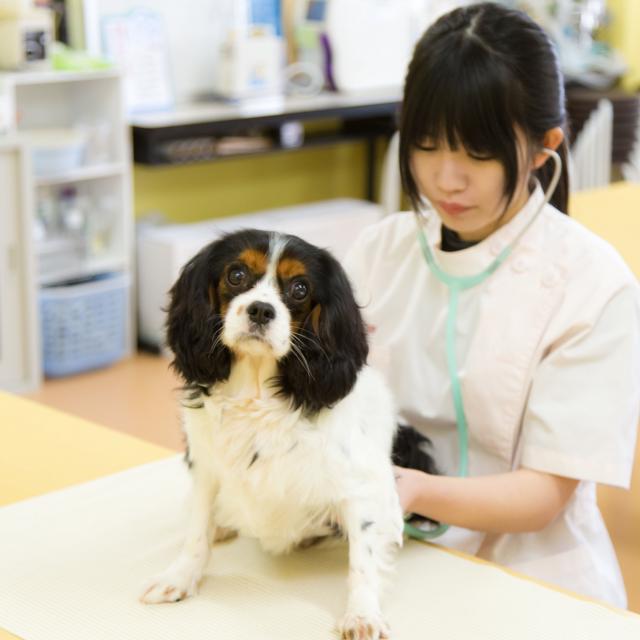 YICビジネスアート専門学校 2/26(火)【ペット】動物看護学を学ぼう1