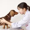 大阪ペピイ動物看護専門学校 実際にさわって看てみよう！ワンちゃんの健康診断