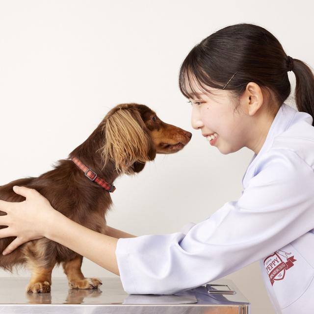 大阪ペピイ動物看護専門学校 実際にさわって看てみよう！ワンちゃんの健康診断1