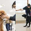 専門学校ビジョナリーアーツ よくばり職業体験 トリマー×トレーナー