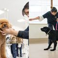 専門学校ビジョナリーアーツ よくばり職業体験 トリマー×トレーナー