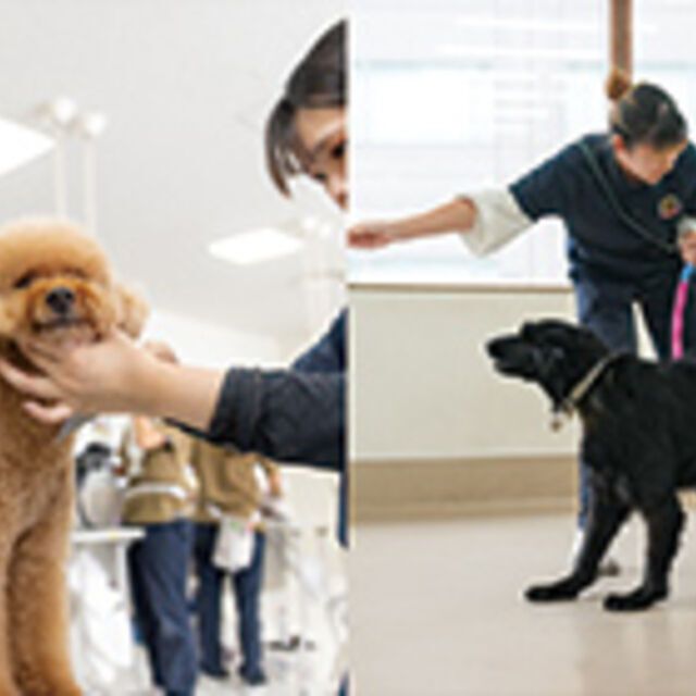 専門学校ビジョナリーアーツ よくばり職業体験 トリマー×トレーナー1