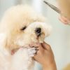 専門学校ビジョナリーアーツ カット体験 ワンちゃんをまんまるく可愛くカットしよう！
