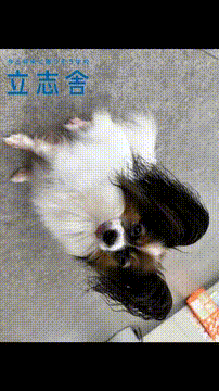 OCカメラサムネイル画像