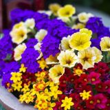 グリーンデザイン実習★かわいい草花の寄せ植えを作ろう！の詳細