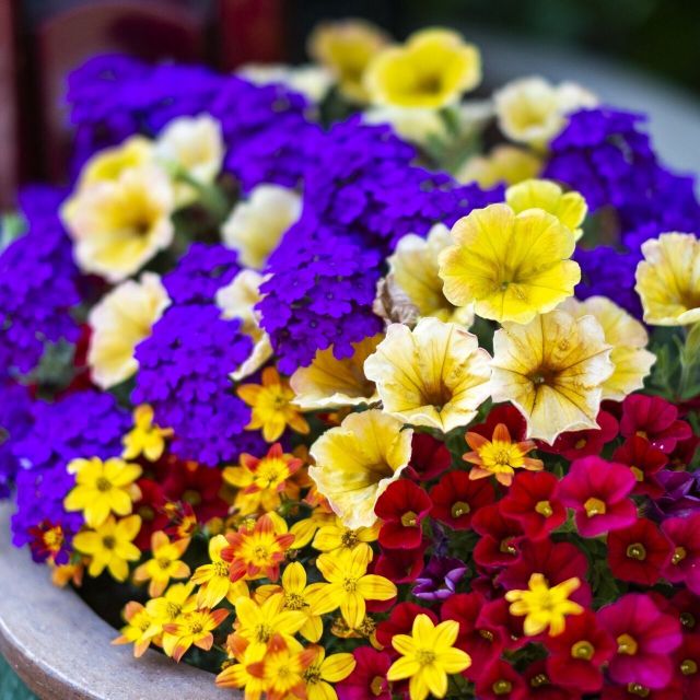 テクノ・ホルティ園芸専門学校 グリーンデザイン実習★かわいい草花寄せ植えを作ろう！1