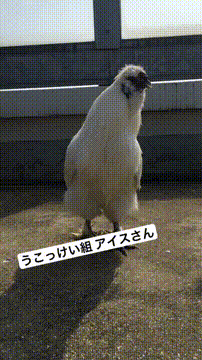 OCカメラサムネイル画像