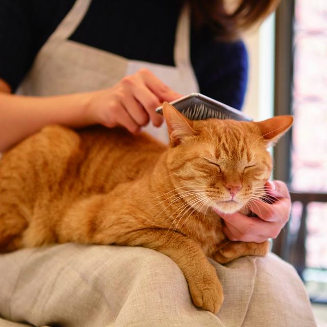 専門学校 福岡ビジネス・アカデミー 猫とふれあう！猫まみれ！【猫の日特別イベント】2