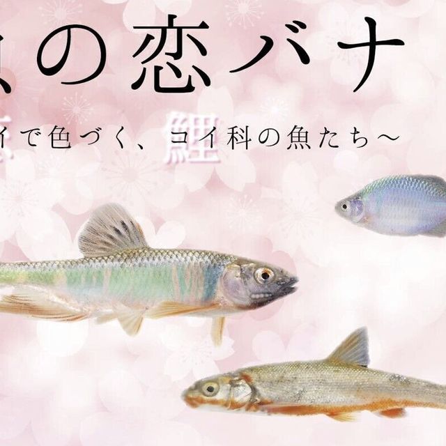 東京環境工科専門学校 『魚の恋バナ 』体験授業を同時開催！1