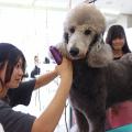 専門学校　ちば愛犬動物フラワー学園 【トリマー】わんちゃんの毛をバリカンで刈ってみよう！