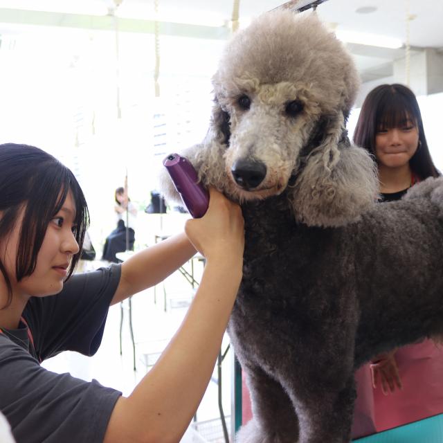 専門学校　ちば愛犬動物フラワー学園 【トリマー】わんちゃんの毛をバリカンで刈ってみよう！1
