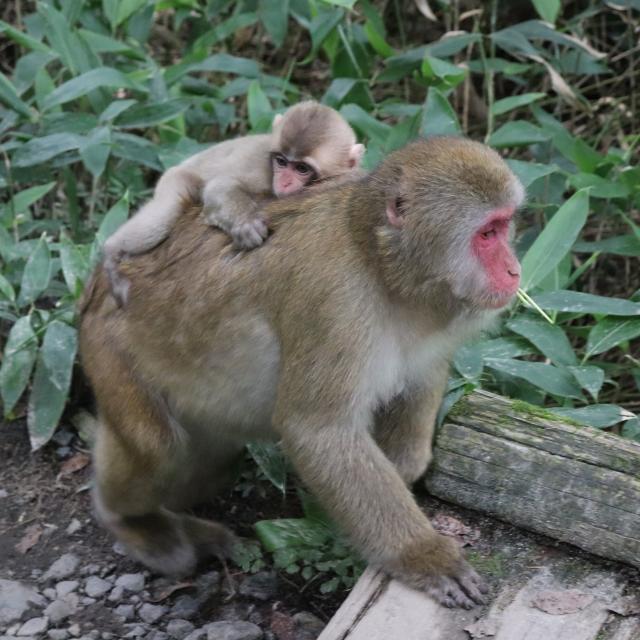 東京環境工科専門学校 『動物の行動を調べる』体験授業を同時開催！2