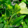 テクノ・ホルティ園芸専門学校 野菜づくり実習★夏野菜オクラを育てる！栽培のコツを学ぼう