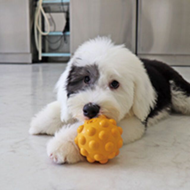 専門学校ビジョナリーアーツ 今だけ！パピーのトレーニングに挑戦！1