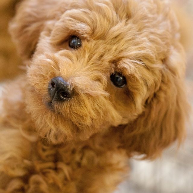 高崎動物専門学校 【動物看護】迷子ダメ、絶対！犬のマイクロチップ装着体験2