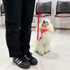 専門学校　ちば愛犬動物フラワー学園 【ドッグトレーナー】訓練士の基本を学ぼう！～脚側応用～
