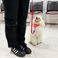 専門学校　ちば愛犬動物フラワー学園 【ドッグトレーナー】訓練士の基本を学ぼう！～脚側応用～