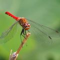 東京環境工科専門学校 『昆虫の多様性』体験授業を同時開催！