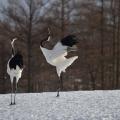 東京環境工科専門学校 『動物の行動を調べる』体験授業を同時開催！