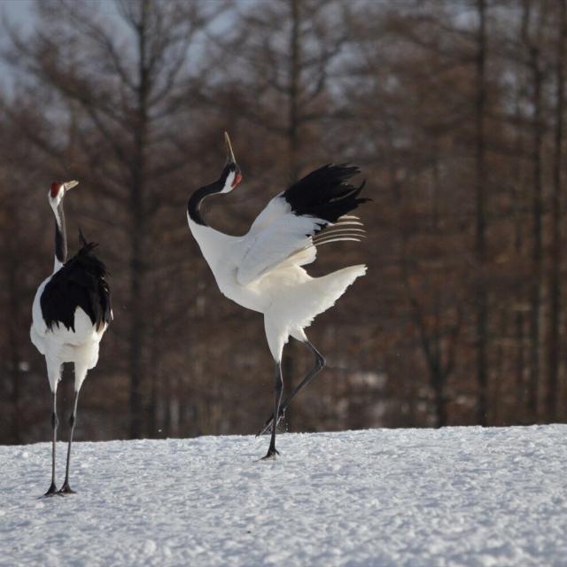 東京環境工科専門学校 『動物の行動を調べる』体験授業を同時開催！1