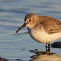 東京環境工科専門学校 体験実習「葛西臨海公園で野鳥観察をしよう」
