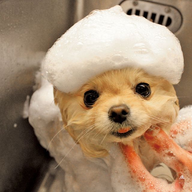 専門学校　福岡ビジョナリーアーツ 【ペット】ワンコのマシュマロ 泡シャンプー☆1