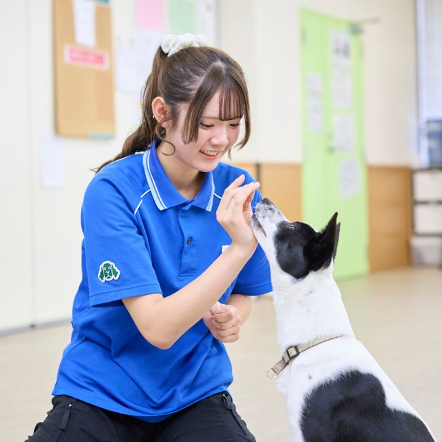 国際動物専門学校 学校説明会（選んだ学科を体験できる日）ドッグスペシャリスト科2