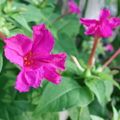 東京環境工科専門学校 『暑い夏の過ごし方　～植物編～』体験授業を同時開催！