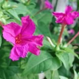 『暑い夏の過ごし方　～植物編～』体験授業を同時開催！の詳細