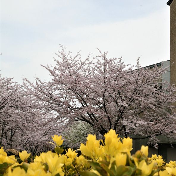 鎌倉女子大学短期大学部 資料請求 願書請求 学校案内 スタディサプリ 進路
