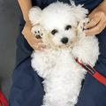 専門学校　福岡ビジョナリーアーツ 【ペット】動物の看護×理学療法