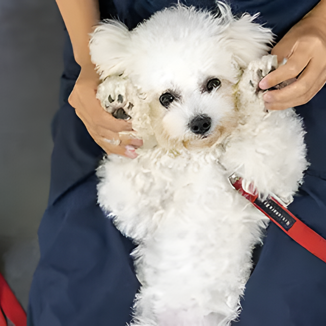専門学校　福岡ビジョナリーアーツ 【ペット】動物の看護×理学療法1
